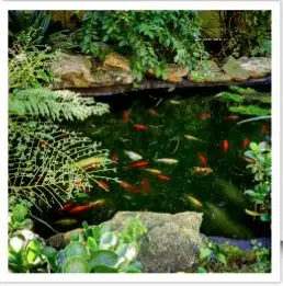 Aurora fish pond